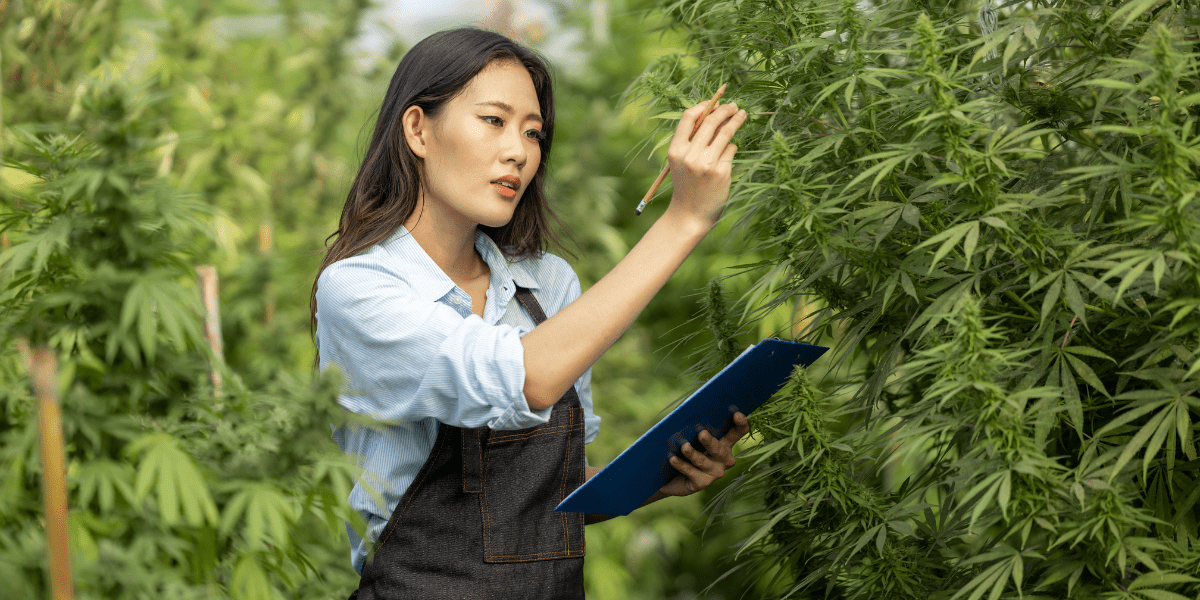 Can You Be Allergic to Marijuana? Signs And Symptoms