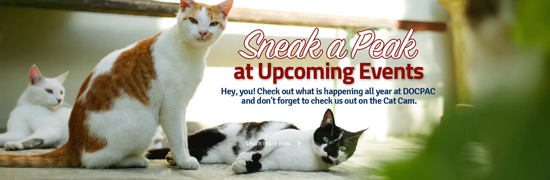 Dorothy O'Connor Pet Adoption Center — Victoria Texas Pet Adoption Center