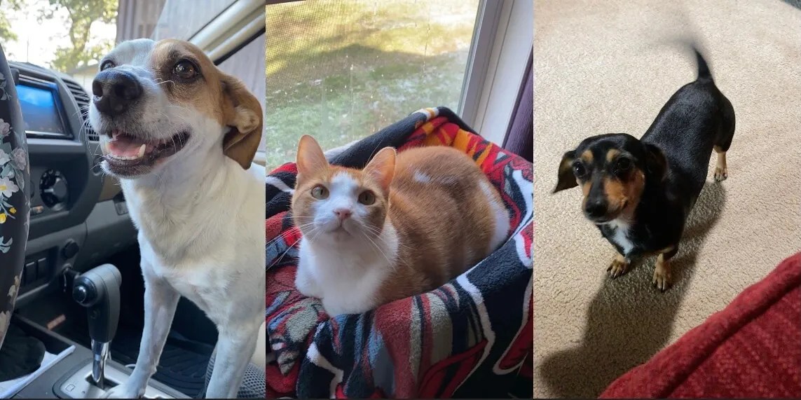 Success Stories — Dorothy O'Connor Pet Adoption Center