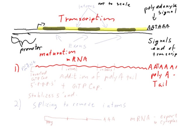RNA Transcription/processing