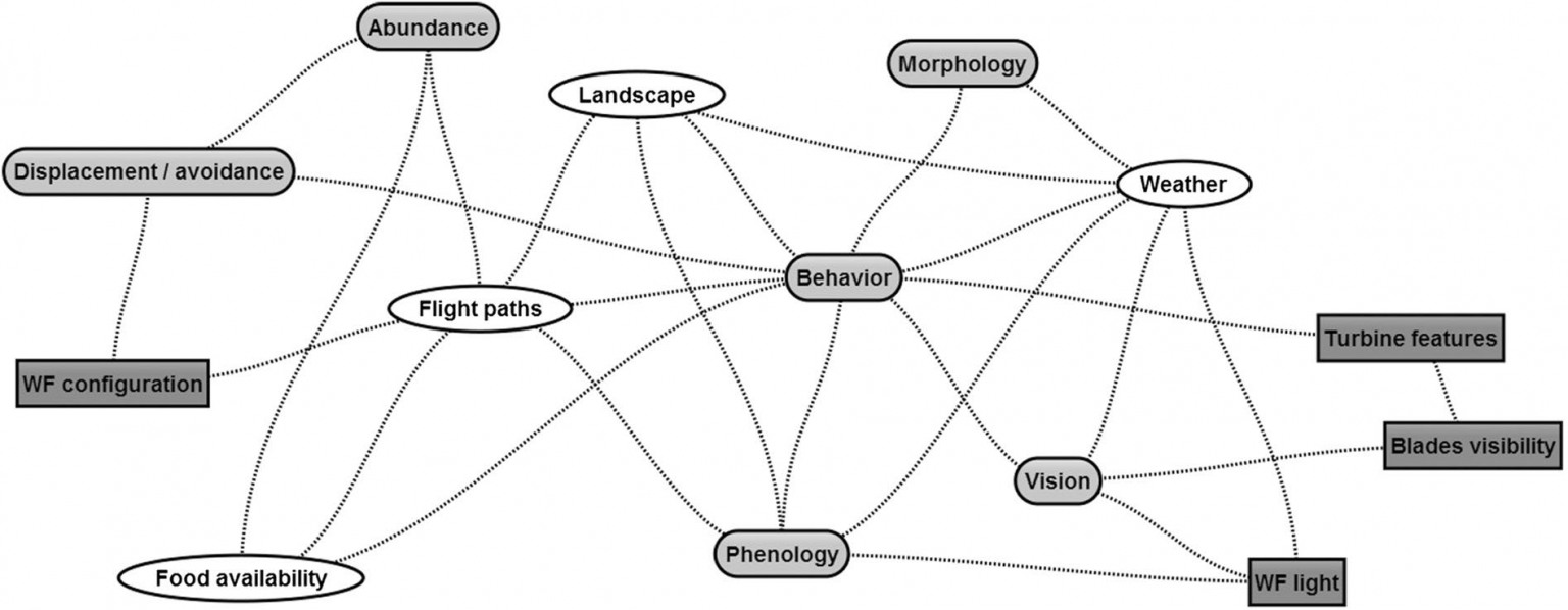 Assessing the effect of wind farms in fauna with a mathematical model