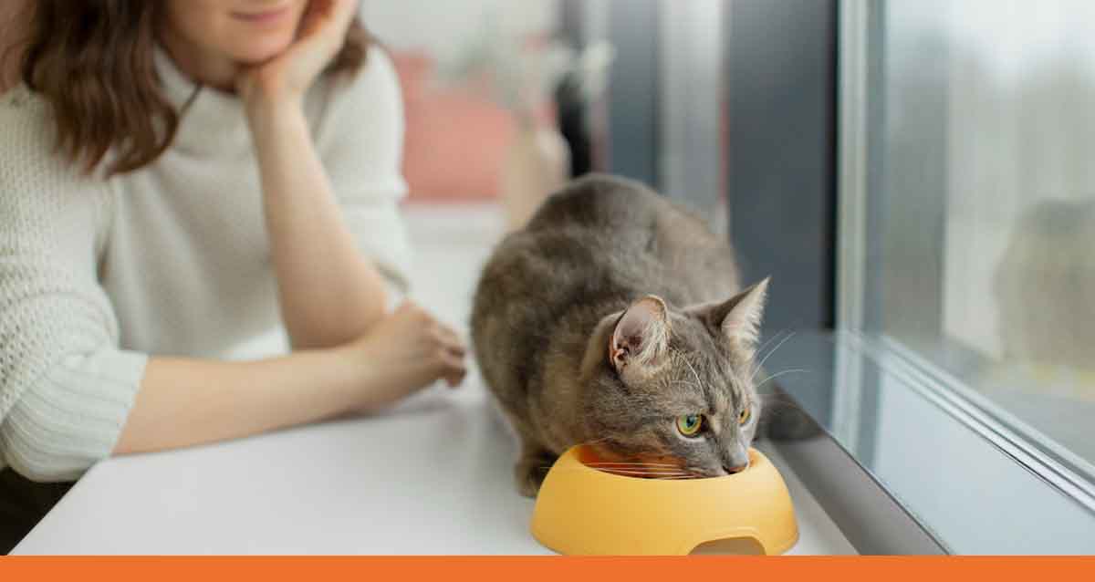 Natural Remedies How to Get Rid of Cat Allergies?