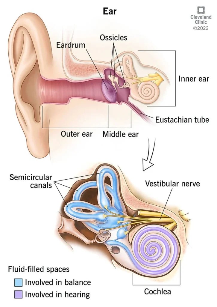 The Truth Why Do Earplugs Hurt My Ears DoctEar