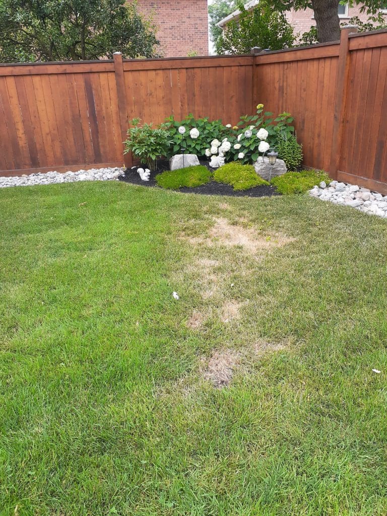 Chinch Bug Damage Dr. Green Lawn Care Services