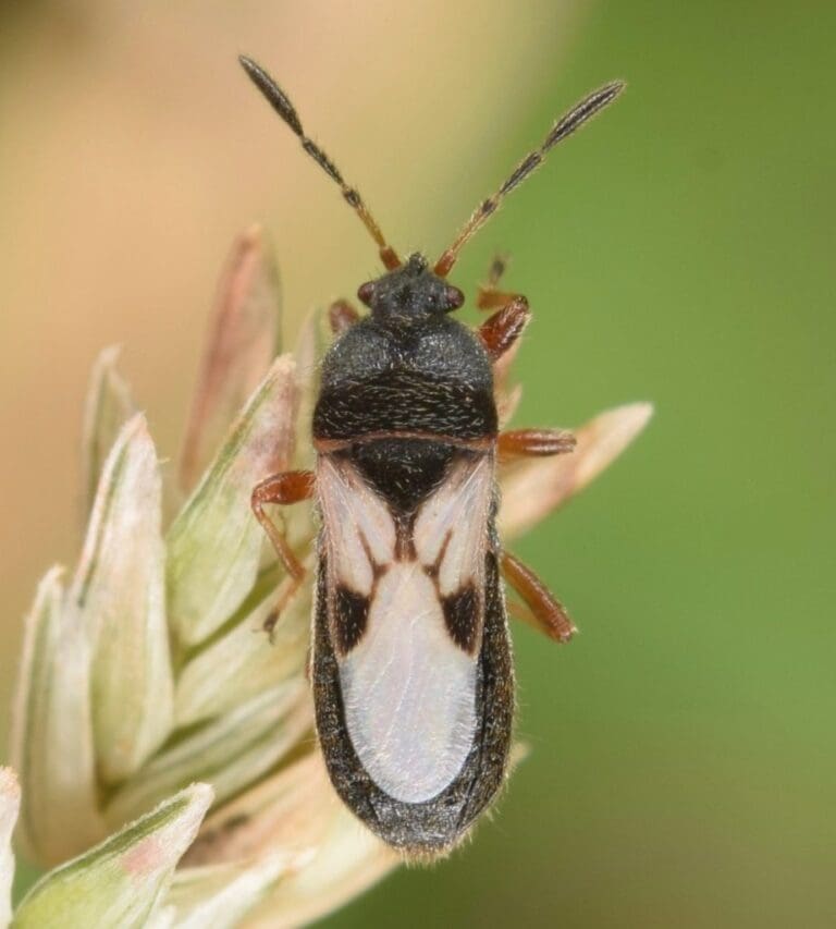 Chinch Bugs Can Damage Your Lawn Dr. Green Lawn Care Services