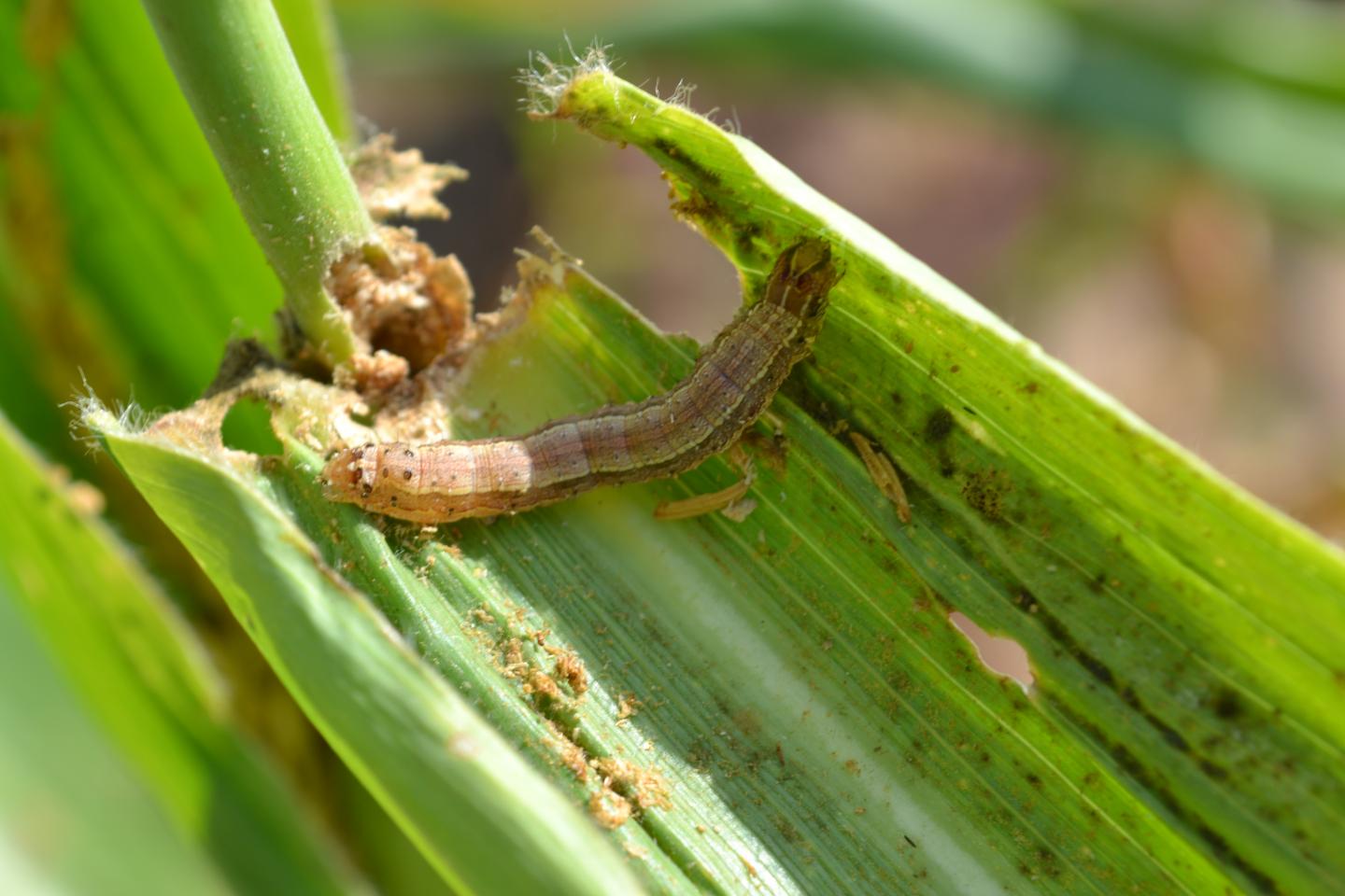 Treatment For Fall Armyworms Dr. Green Lawn Care Services