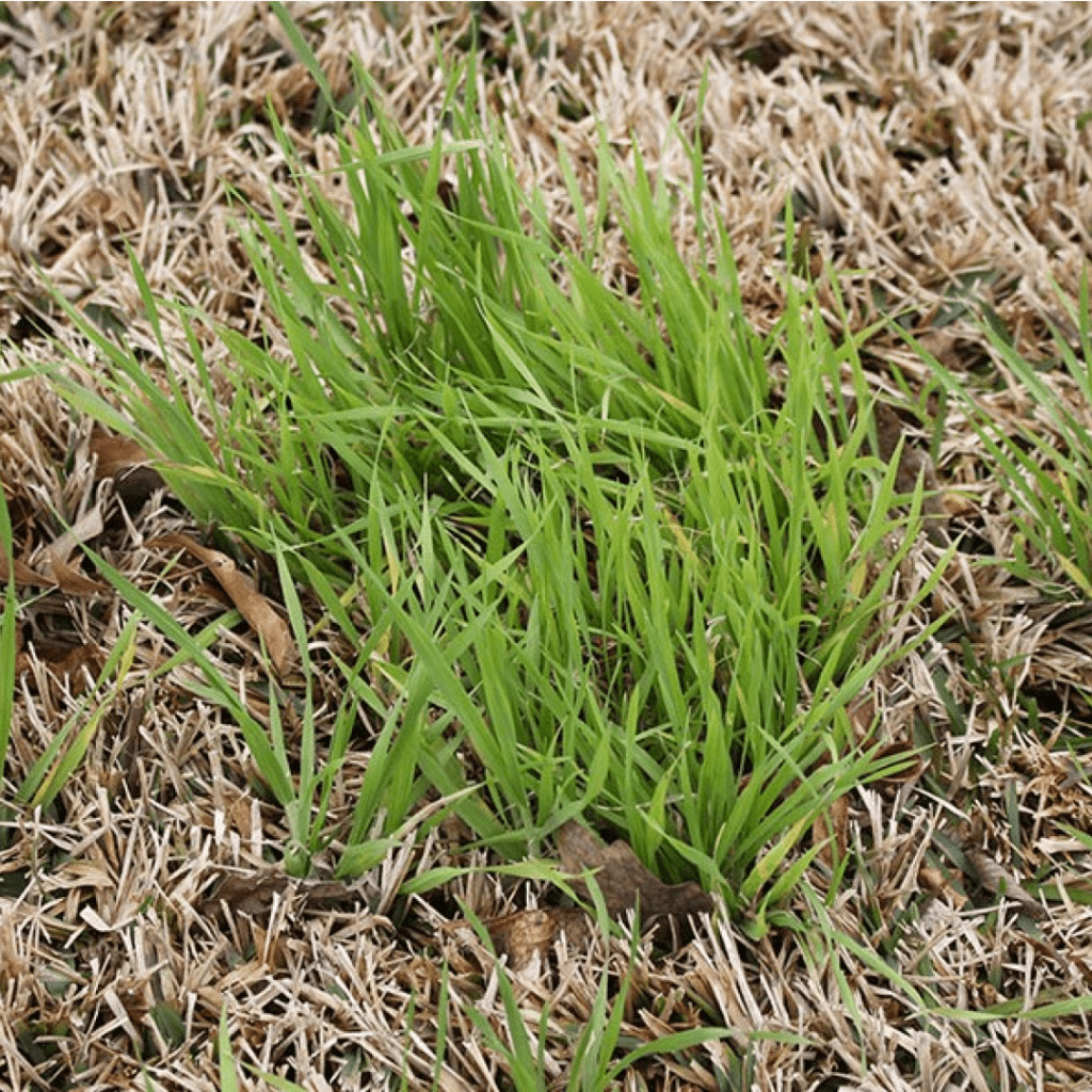 Common Grassy weeds Dr. Green Lawn Care Services