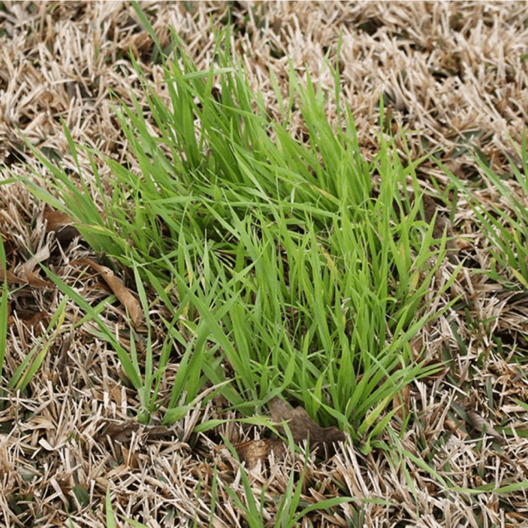Common Grassy weeds Dr. Green Lawn Care Services