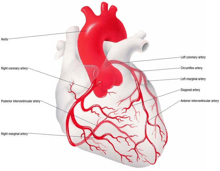 Coronary Artery Disease Atlas of pathophysiology, 2 Edition