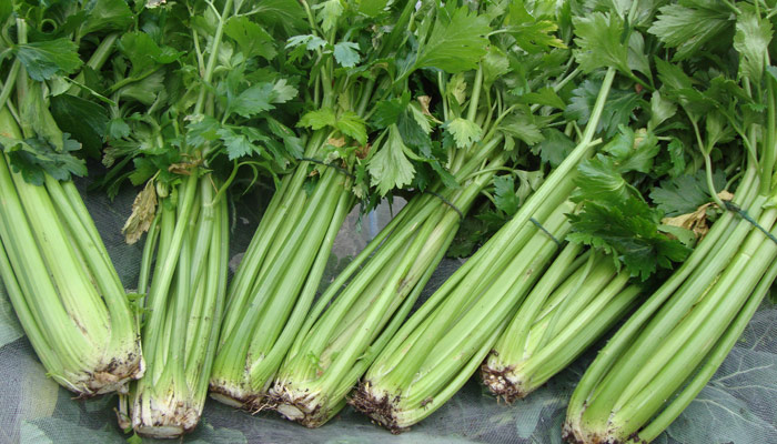 3nB & Celery Health Benefits - Lower Blood Pressure, Arthritis Relief