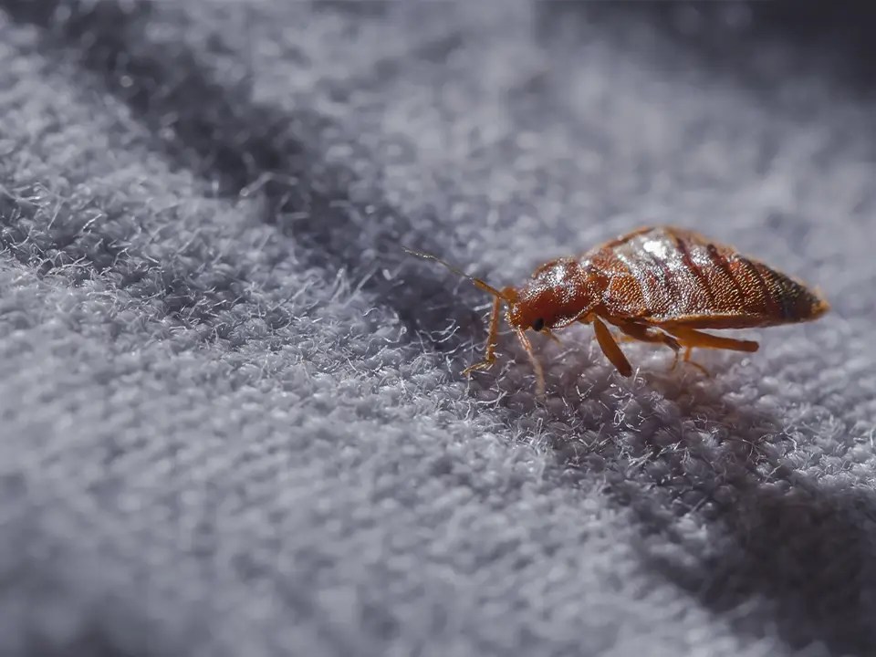 Bed Bug Prevention for a PestFree Home Doctor Pest