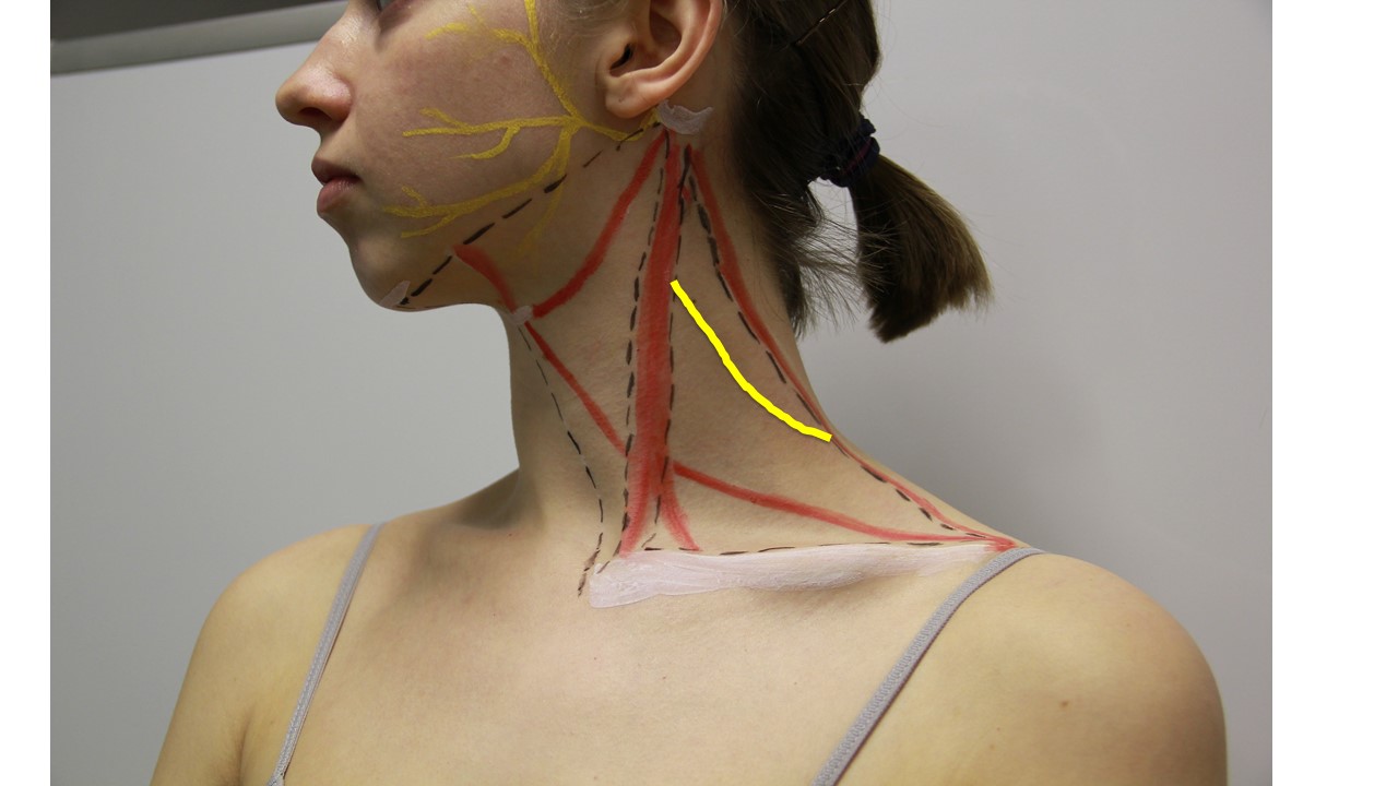 Diagnosis and Management of Neck Swellings and Thyroid Disorders