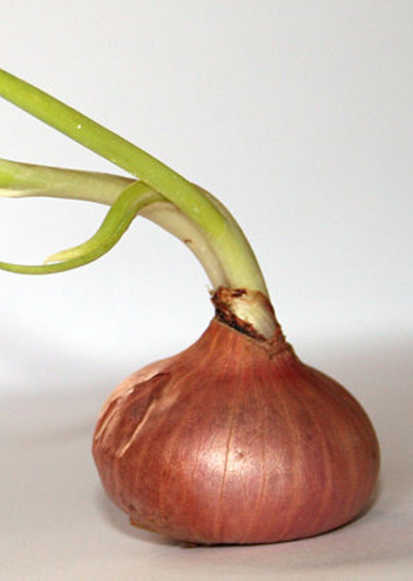 Common Name Onion Scientific Name Allium Cepa