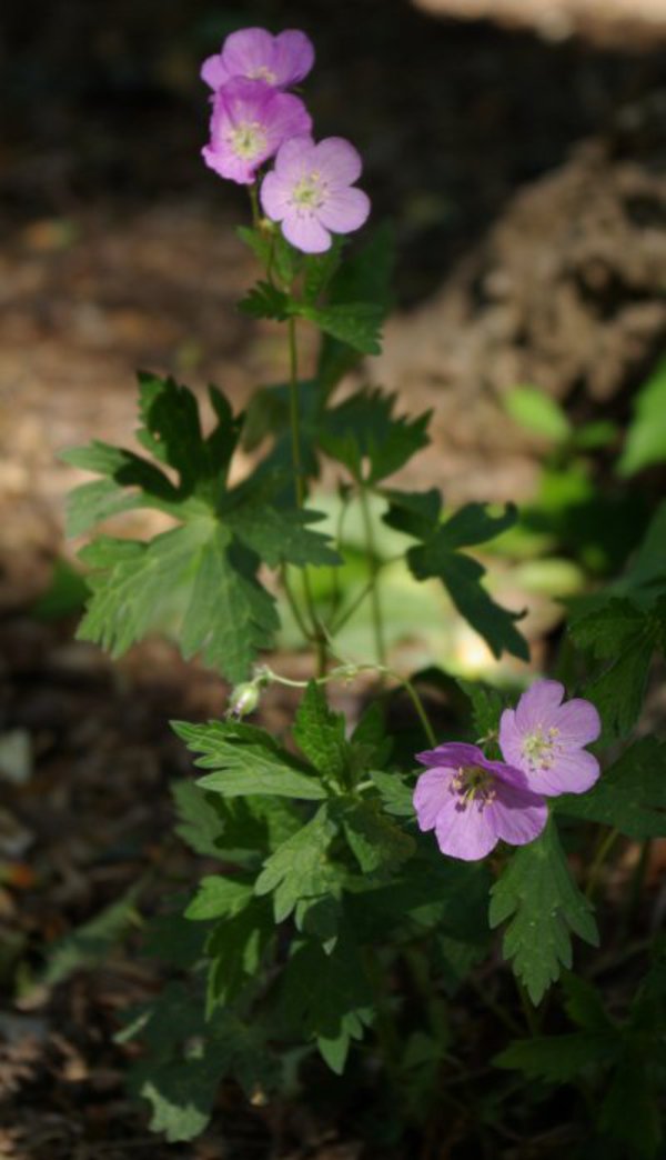 Common Name Cranesbill Scientific Name Geranium Maculatum