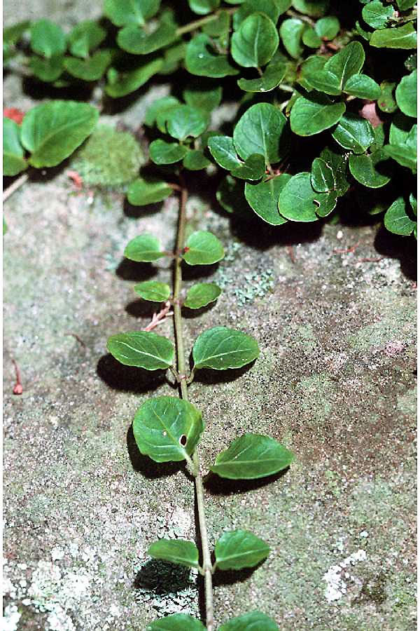 Common Name Partridge Berry Scientific Name Mitchella Repens