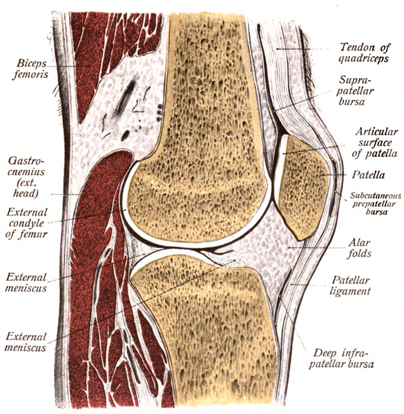 Osgood Schlatter's Syndrome DR. RUSSELL SCHIERLING