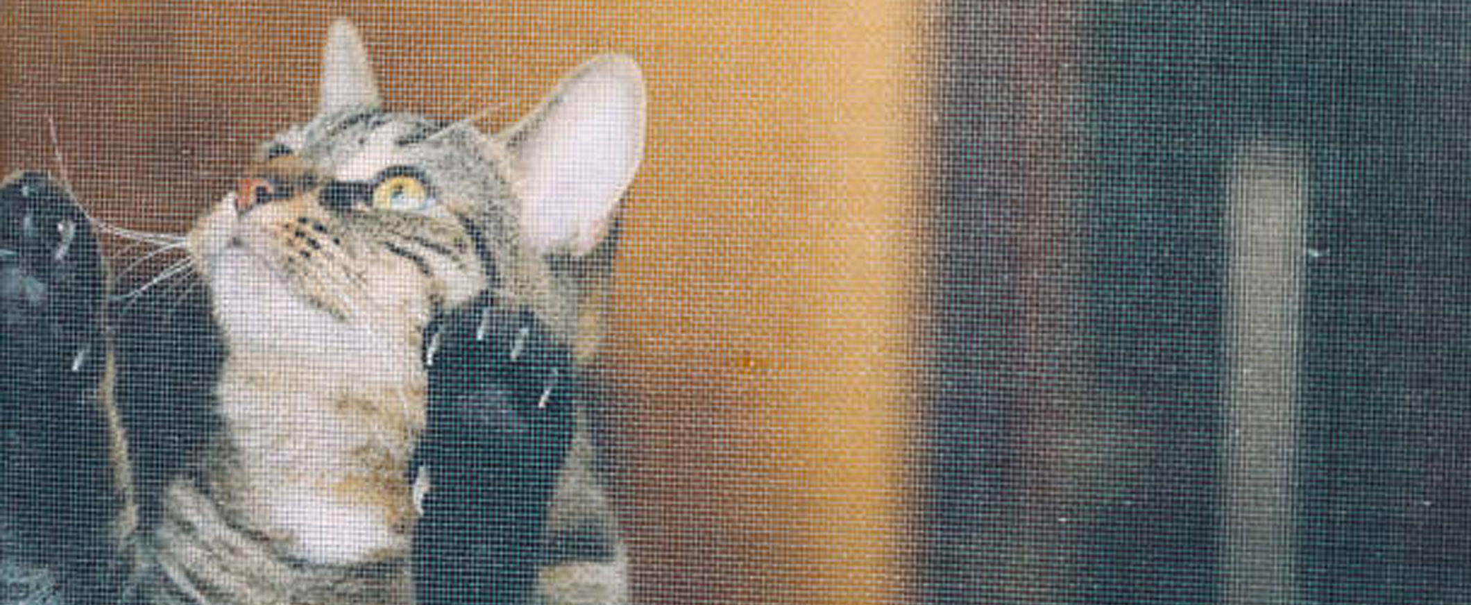 How to PetProof Your Screen Door Windows & Door Screens