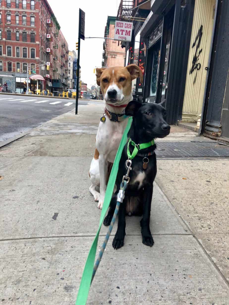 NYC NESDCA and W.D.D.O. Certified Bed Bug Dog! Bed bug inspections!