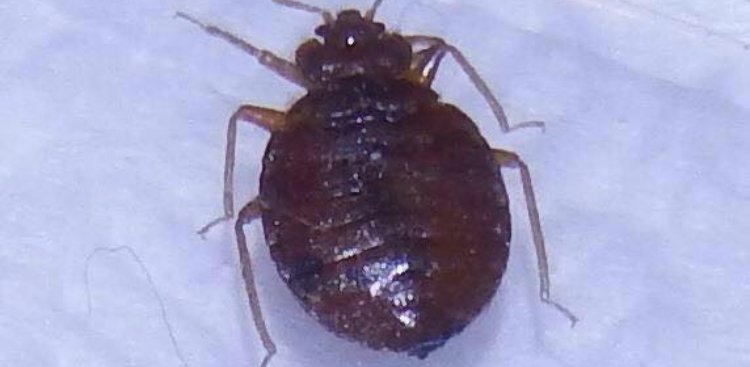 What Eats Bed Bugs? Bed Bug Predator Video included.