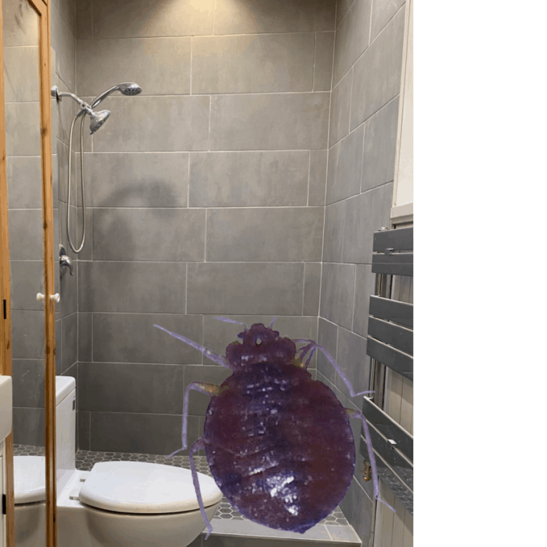 Why Would Bed Bugs Be In The Bathroom?