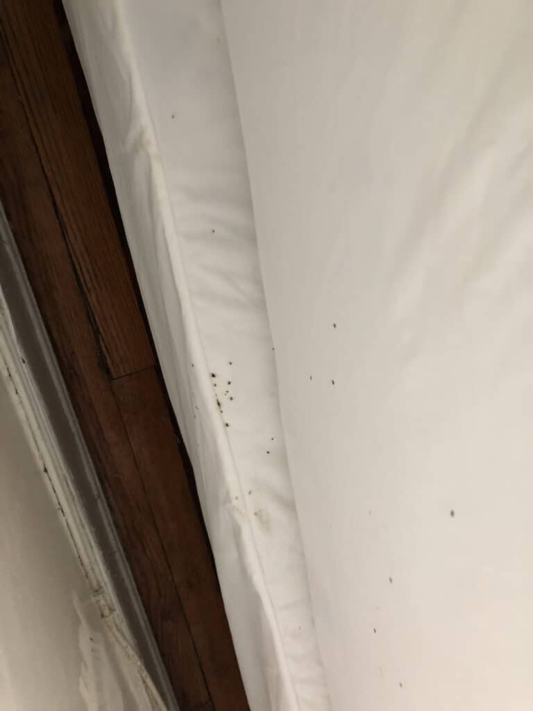 What Do Bed Bug Droppings Look Like? (A Guide With Photos)