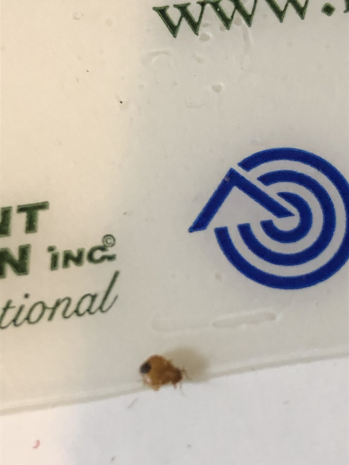 The Best Bed Bug Traps for 2024 Reviewed and Tested!