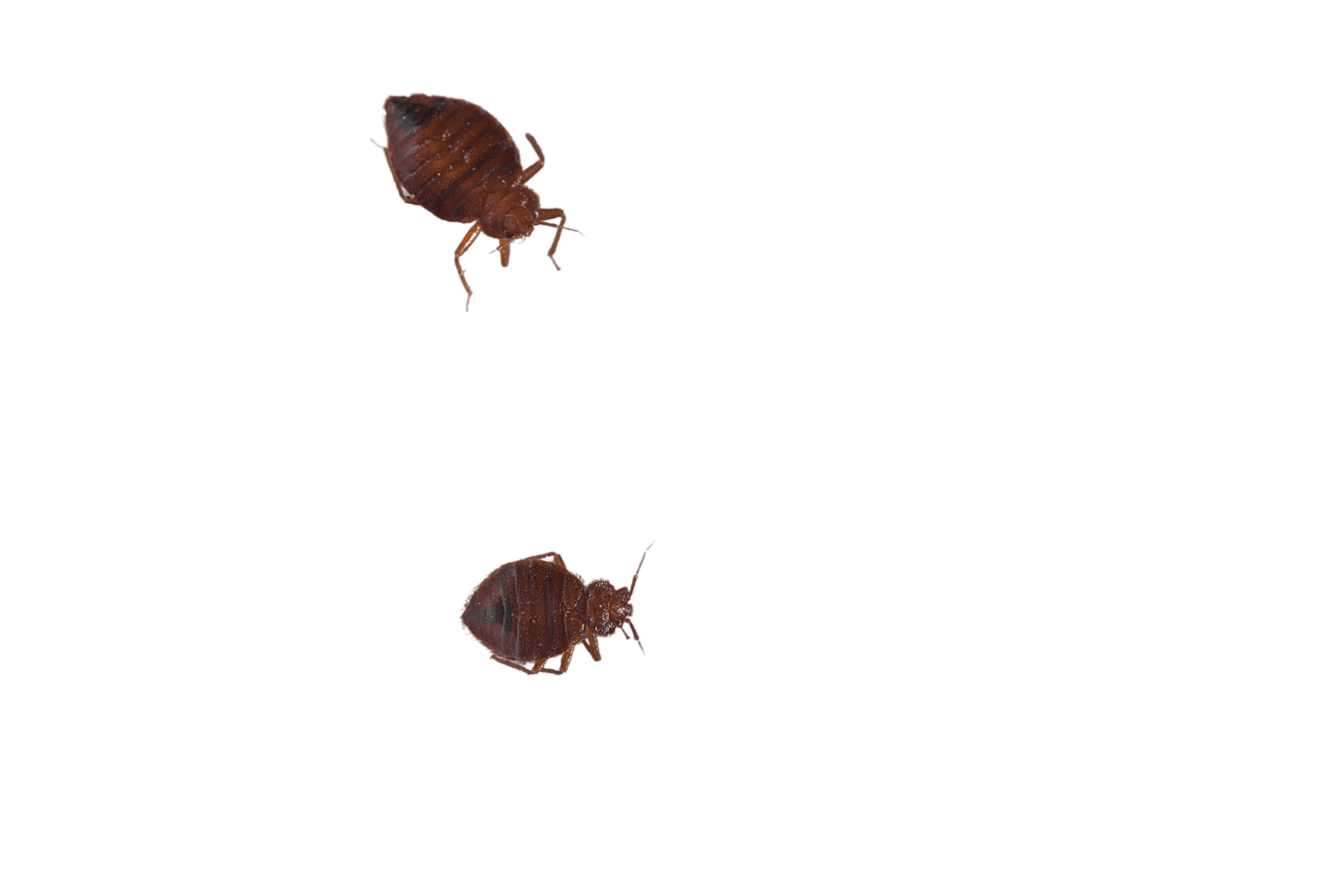 Fast Bed bug inspection NYC Bed Bug Dog NYC!