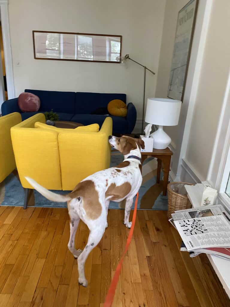 NYC Bed Bug Inspection by a Certified Bed Bug Dog