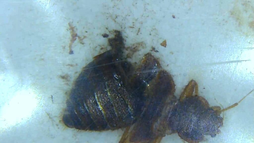 Male VS Female Bed Bug How To Tell The Difference With Photos