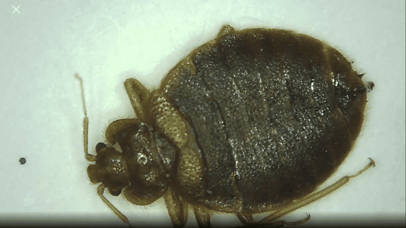 Male VS Female Bed Bug How To Tell The Difference With Photos
