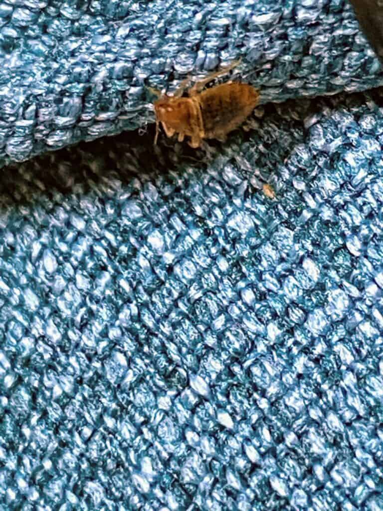 Bed Bug Inspection Queens, NY Doctor Sniffs