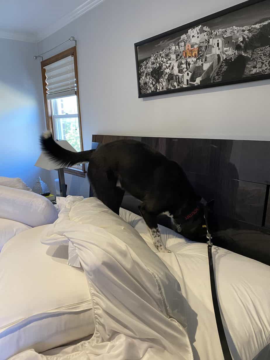 Bed Bug Inspection Queens, NY Doctor Sniffs