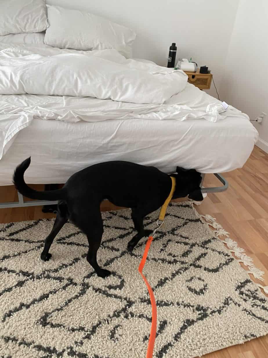 Bed Bug Inspection Queens, NY Doctor Sniffs