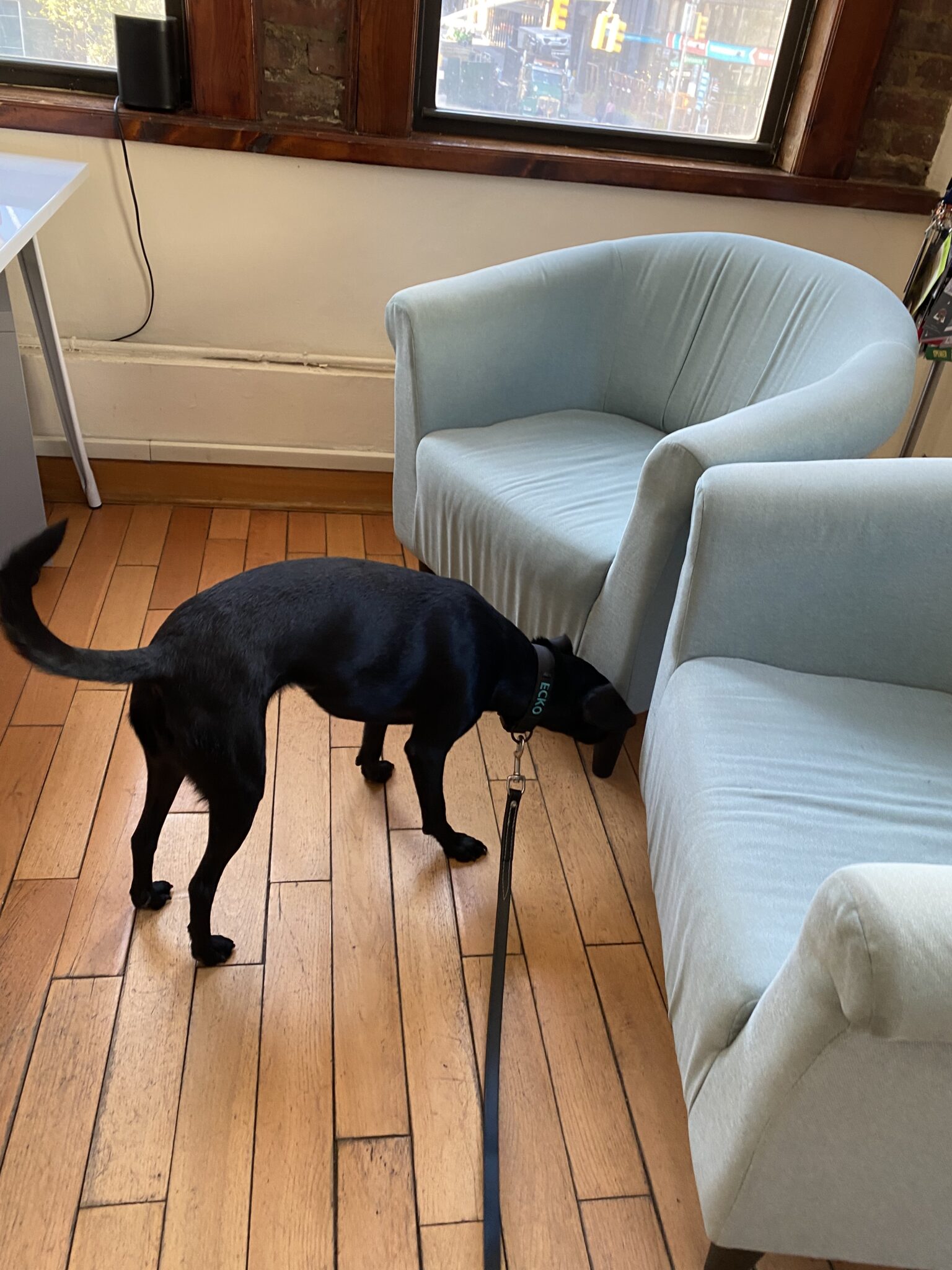 A Bed Bug Inspection in NYC with a Certified Bed Bug Dog