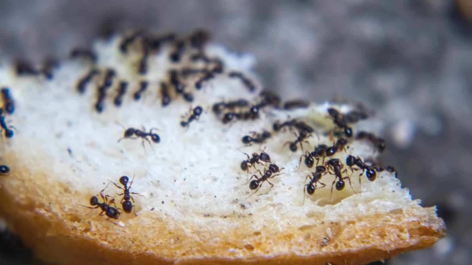 15 Common NYC Apartment Bugs and What They Look Like (with Photos)