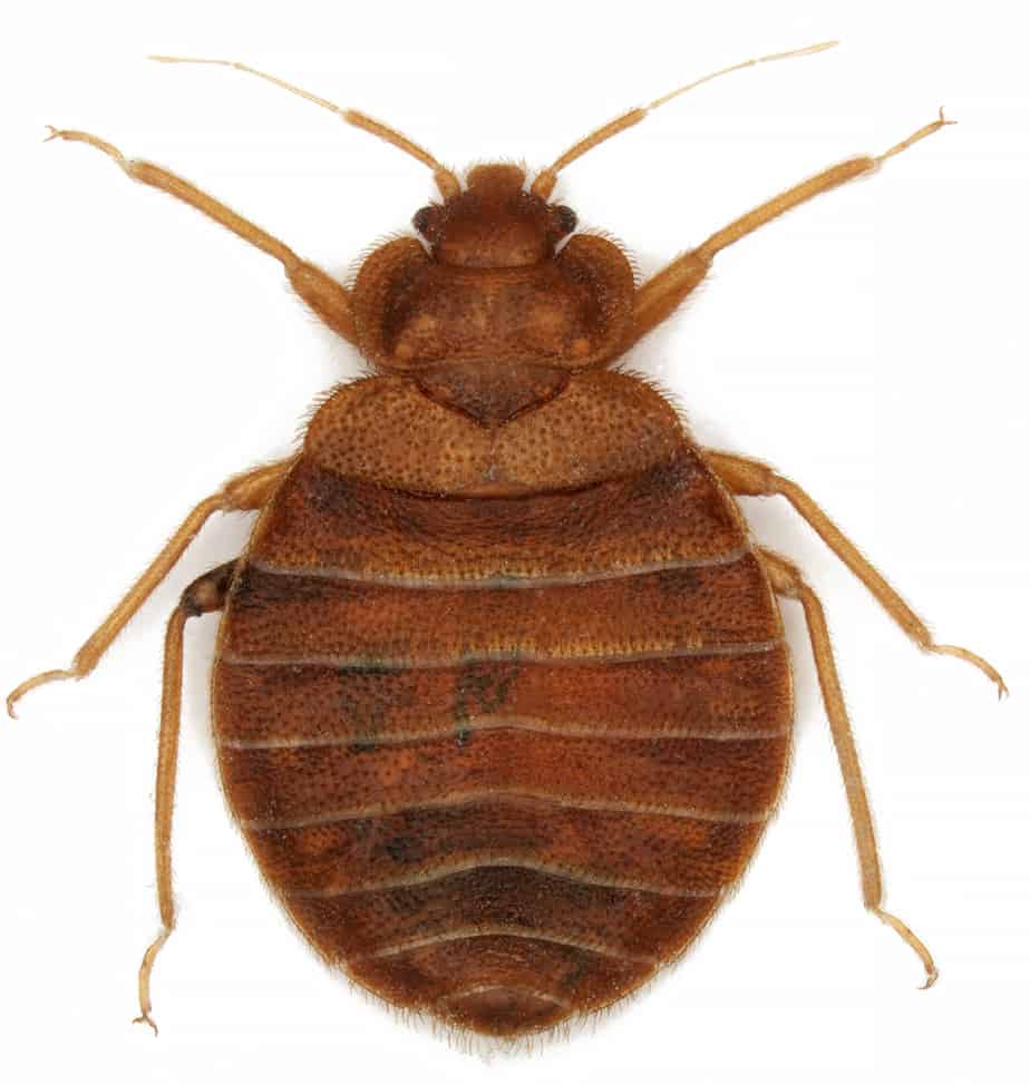 Flour Beetle in Bedroom Causes and Prevention