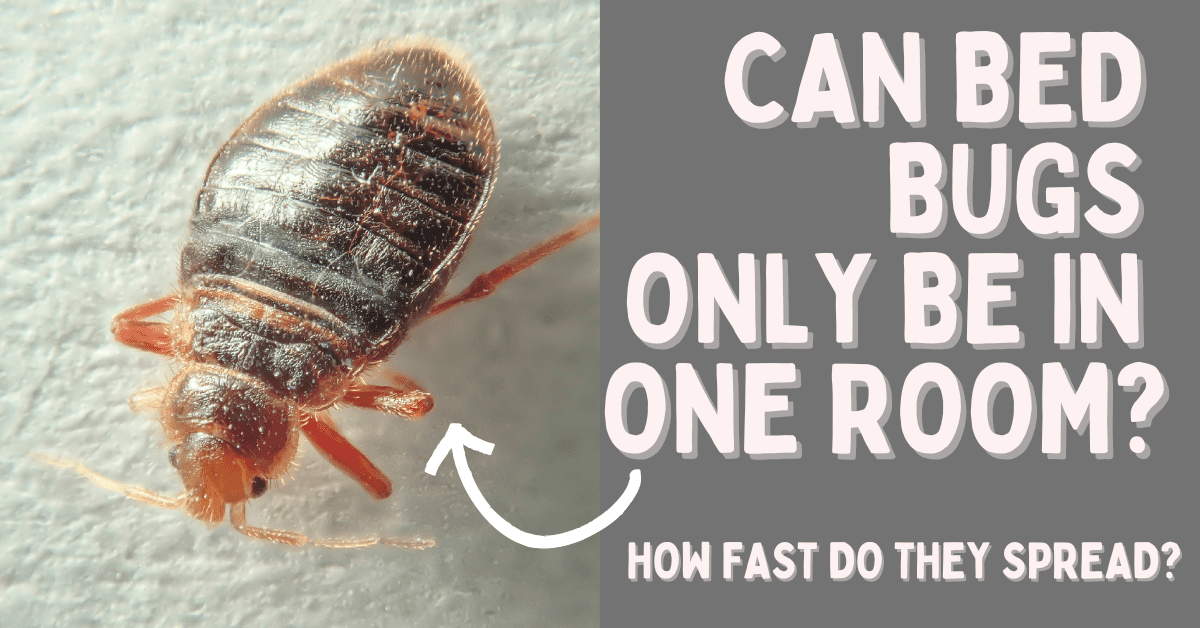 If One Room Has Bed Bugs Do They All? Plus How To Prevent The Spread