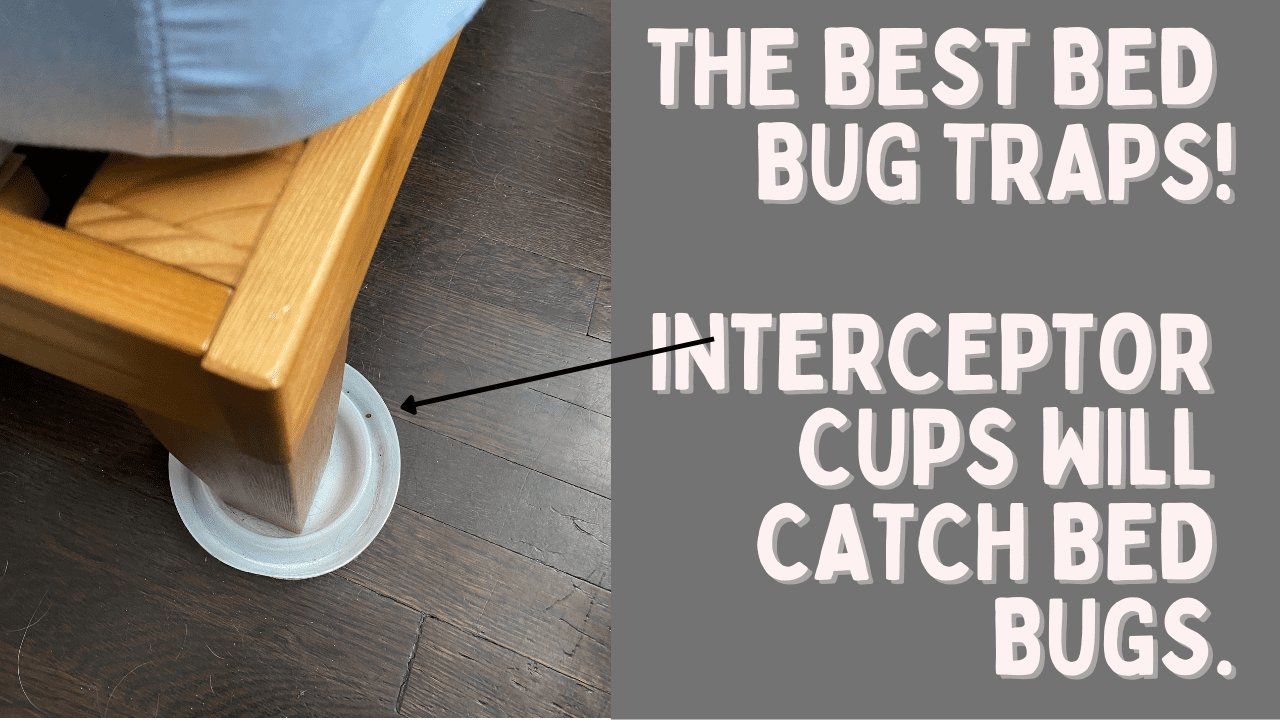 The Best Bed Bug Traps for 2024 Reviewed and Tested!