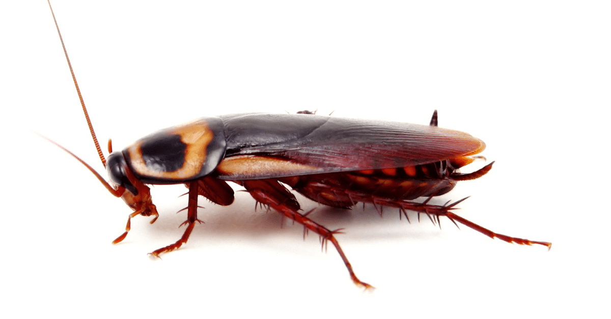 What Do Cockroaches Eat? Some of These Will Surprise You!