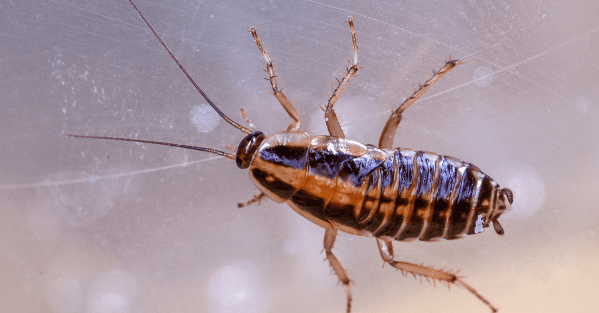 What Do Cockroaches Eat? Some of These Will Surprise You!