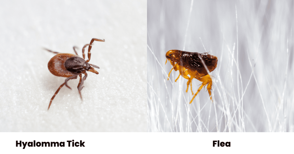 What Are Some Bugs That Look Like Fleas? (Photo Comparisons)