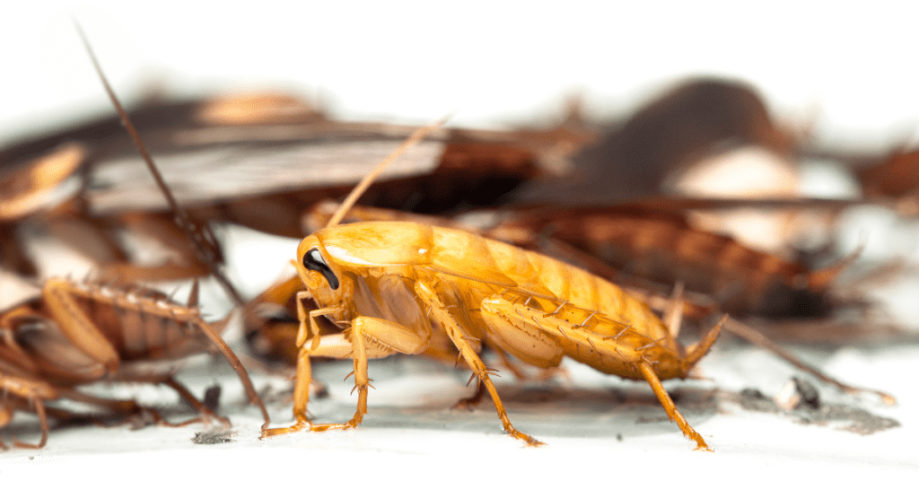 Albino Roach What Do if You See One (with Photos)