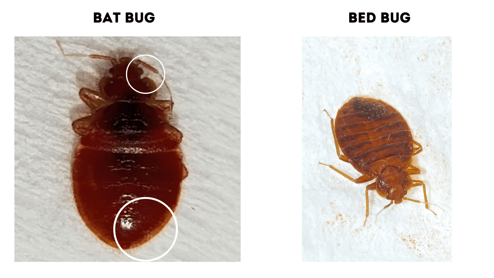 Bat Bug vs Bed Bug A Guide with Photos Doctor Sniffs
