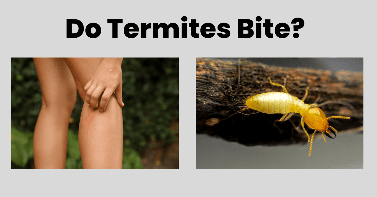 Do Termites Bite? (Do Termites Bite People?)