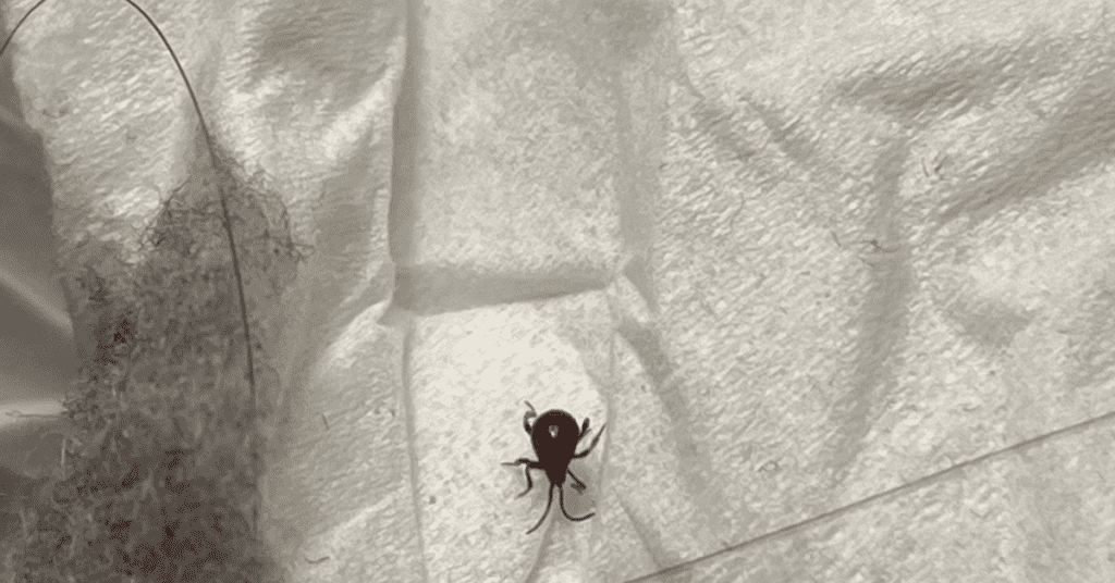 What is a Spider Beetle? and What to Do if You See One