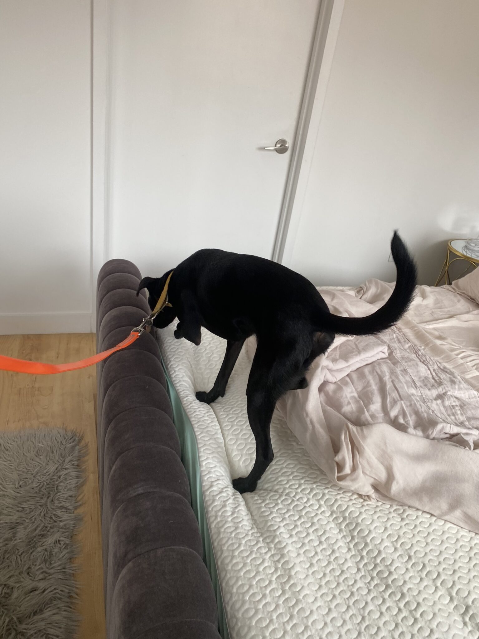 Can Bed Bugs Get Inside Memory Foam? The Ultimate Guide