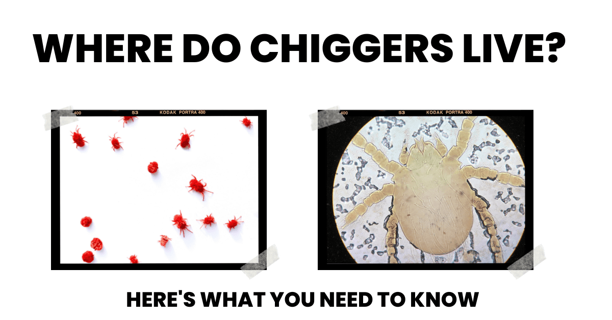 Where Do Chiggers Live? The Ultimate Guide