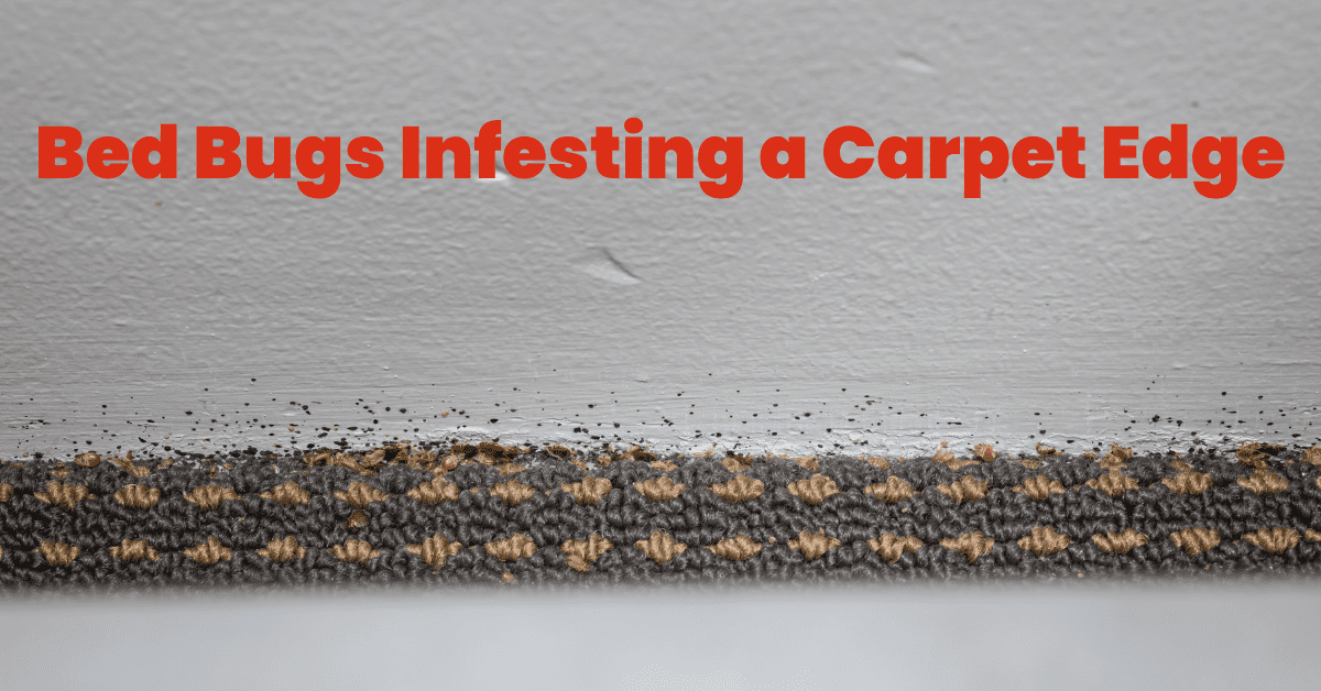 Do Bed Bugs Live in Carpets?