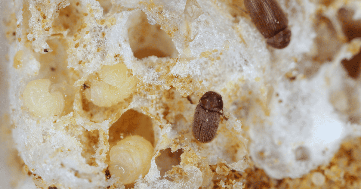 10 Examples of Bugs in Flour A Mini Guide