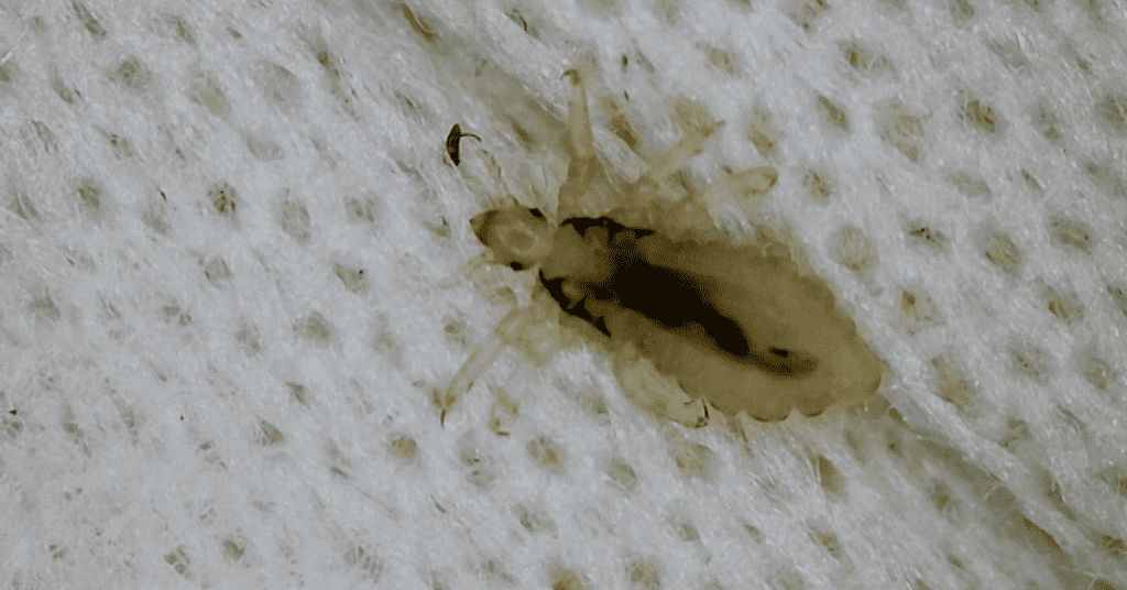 Lice VS Flea Comparison Friendly Guide to Pest Differences